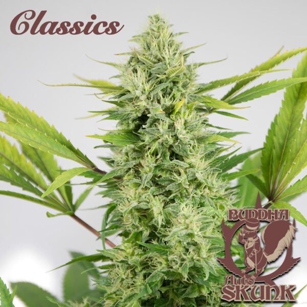 Skunk Auto Classics x3