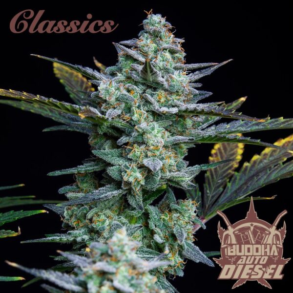 Diesel Auto Classics x3 - Image 2