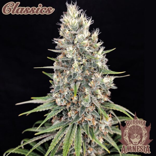 Amnesia Fotoperiodica Fem x3 Classics