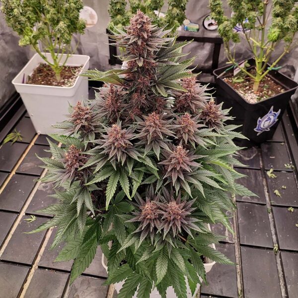 Purple Kush Fotoperiodica Fem x3 - Image 2