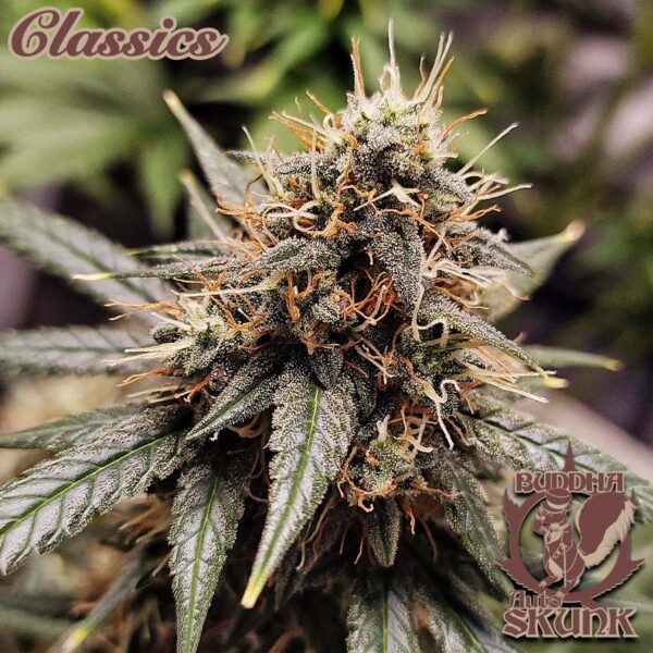 Skunk Auto Classics x3 - Image 2