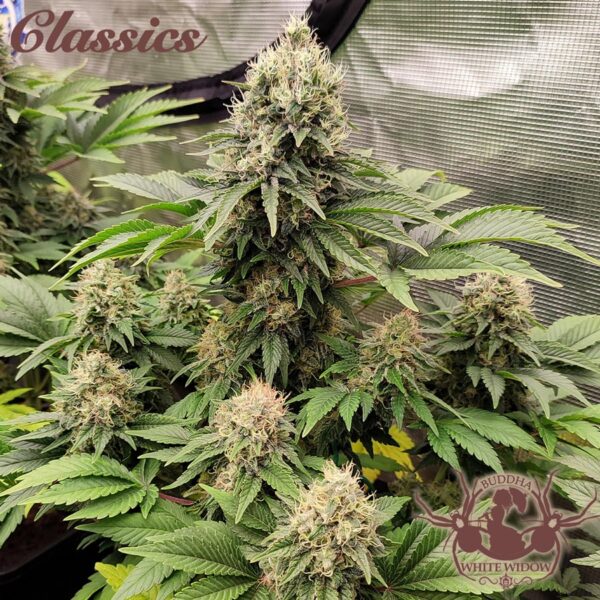 White Widow Fotoperiodica Fem x3 Classics - Image 2