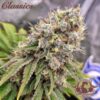 White Widow Fotoperiodica Fem x3 Classics