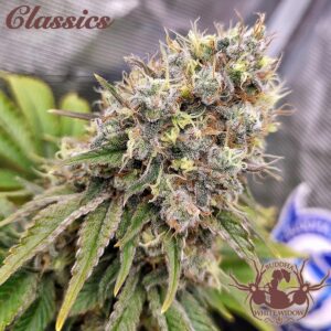 White Widow Fotoperiodica Fem x3 Classics