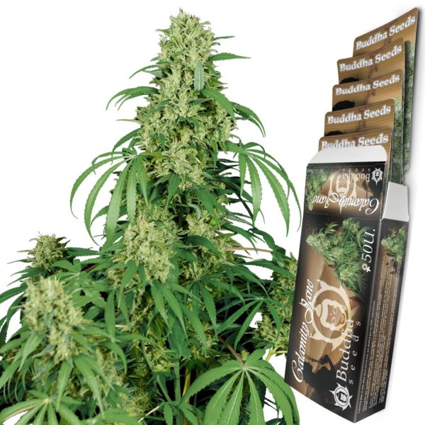 Calamity Jane Auto x3