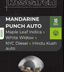 Mandarin Punch Autofloreciente x3