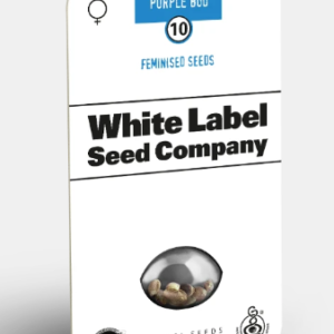 Purple Bud Fotoperiodica Fem x3