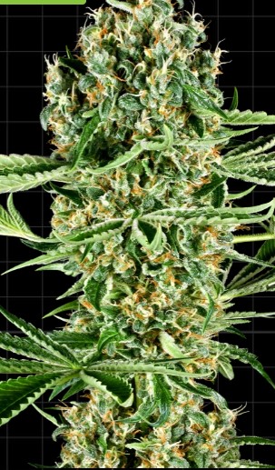 Critical Runtz Fotoperiodica Fem x3 - Image 2