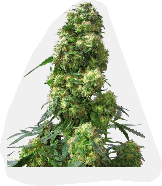 Early Skunk Fotoperiodica Fem x3 - Image 2