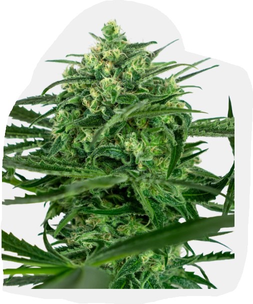 Sensi Amnesia Fotoperiodica Fem x3 - Image 2