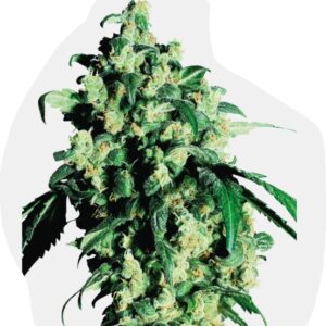 Super Skunk  Fotoperiodica Fem x3