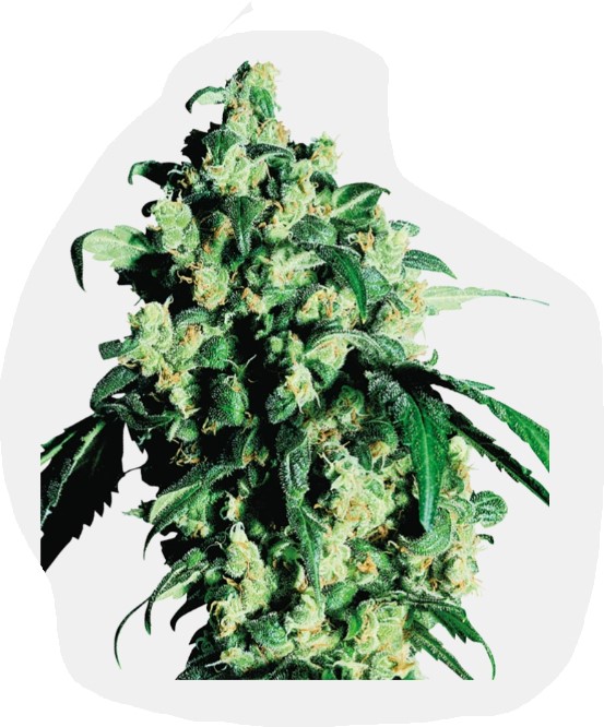 Super Skunk  Fotoperiodica Fem x3