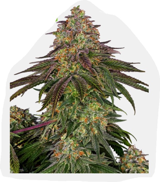 Sweet Cherry Kush Fotoperiodica Fem x3 - Image 2
