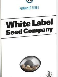 White Widow  Autofloreciente x3