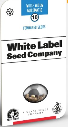 White Widow  Autofloreciente x3