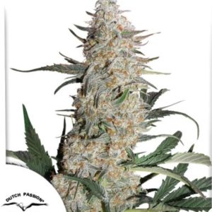 Critical Orange Punch Fotoperiodica Fem x3