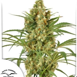 Snow Bud Fotoperiodica Fem x3