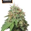 Amnesia Auto x3