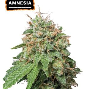 Amnesia Auto x3