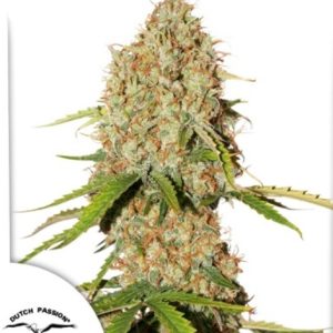 Auto Brooklyn Sunrise x3