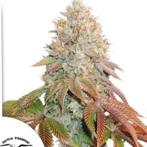 Auto Banana Blaze x3