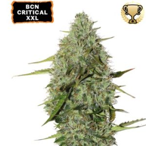 Bcn Critical XXL Auto x3