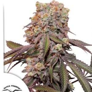 Auto Candy Bubatz XL