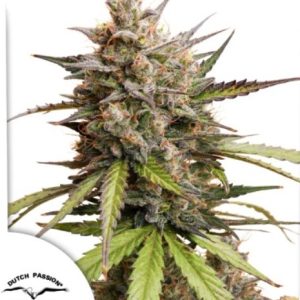 Auto Melonade Runtz x3