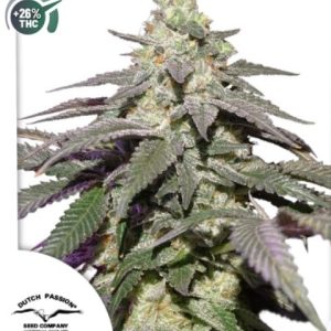 Auto Skywalker Haze x3