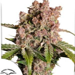 Auto Strawberry Soda x3