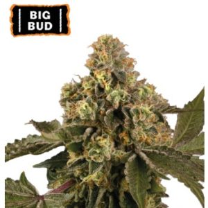 Big Bud Auto x3