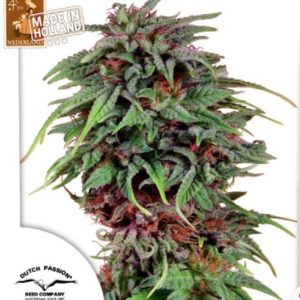 Durban Poison Fotoperiodica Fem x3