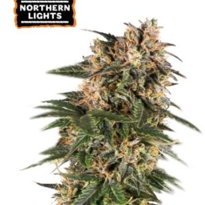 Northern Ligth Auto x3