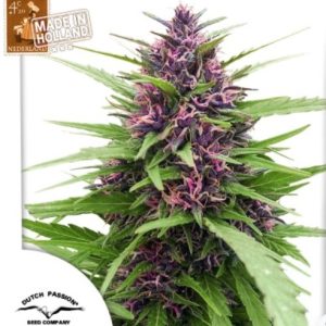 Shaman Fotoperiodica Fem x3