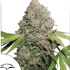 CBD Charlotte’s Angel Fem x3