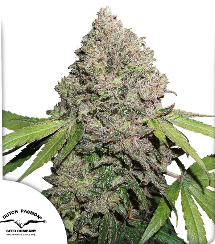 CBD Charlotte’s Angel Fem x3