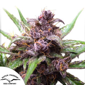 Auto Blackberry Kush x3