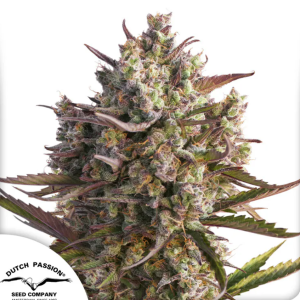Auto Blueberry x3