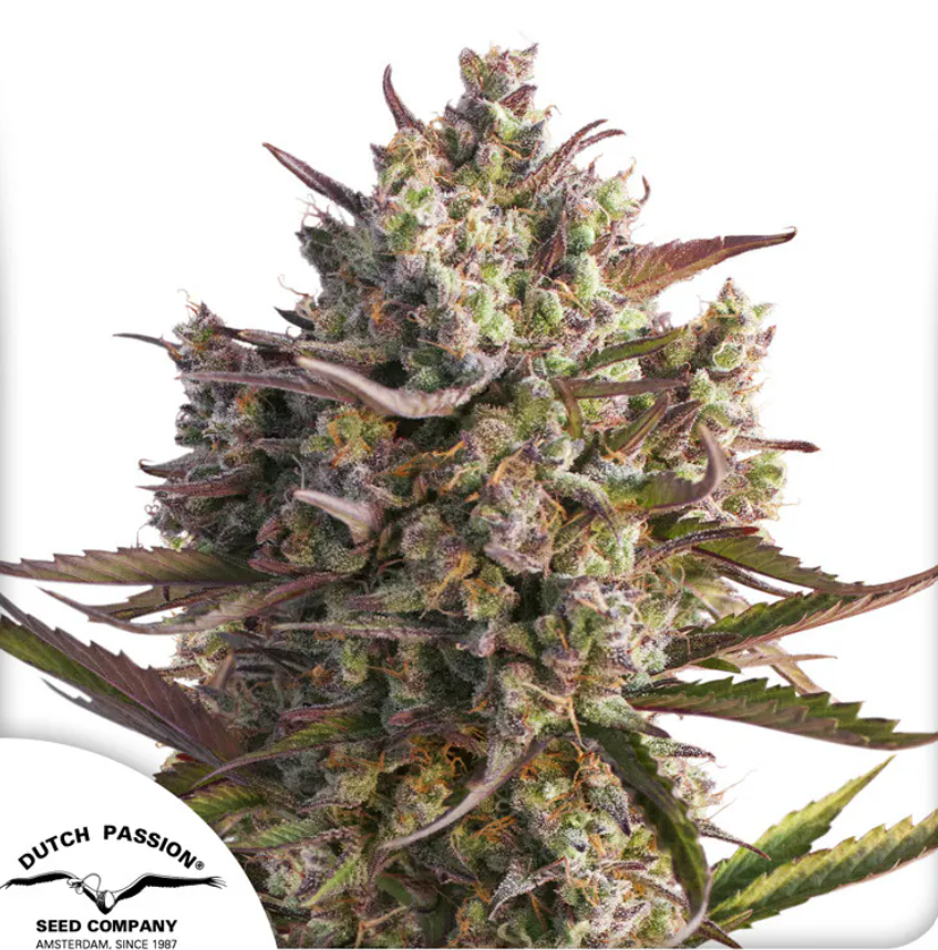 Auto Blueberry x3