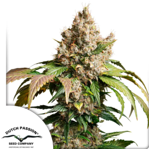 Auto Red Tropicana Cookies x3