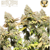 Auto Rucucu Og x3