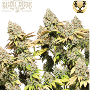 Auto Rucucu Og x3