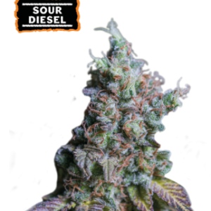 Auto Sour Diesel x3
