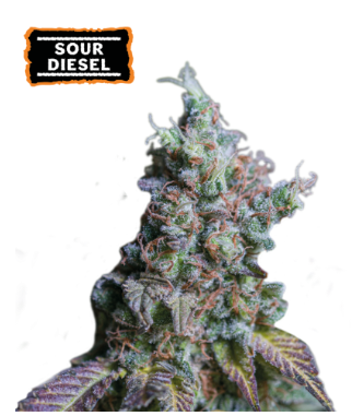 Auto Sour Diesel x3