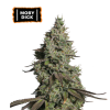 Auto Moby Dick x3