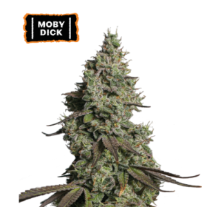 Auto Moby Dick x3