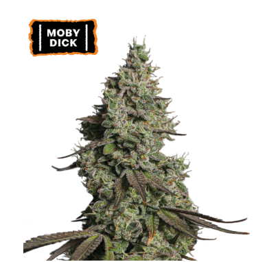 Auto Moby Dick x3
