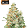 Auto Og Kush x3