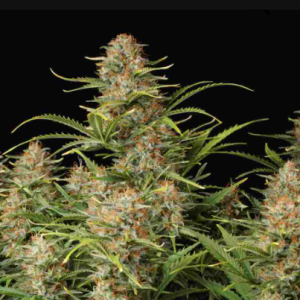 Auto Super Skunk x3