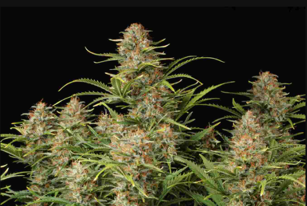 Auto Super Skunk x3